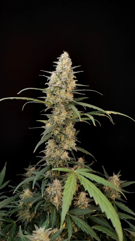 Critical van Fast Buds
