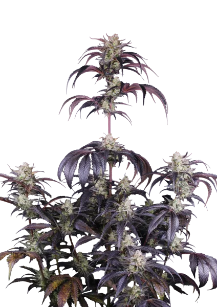 Strawberry Gorilla RF3 van Fast Buds