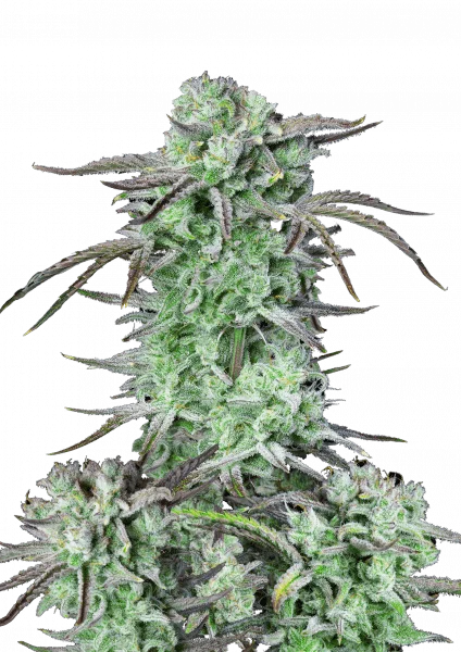 Strawberry Banana van Fast Buds