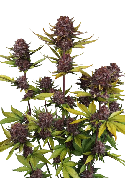 Purple Lemonade RF3 van Fast Buds