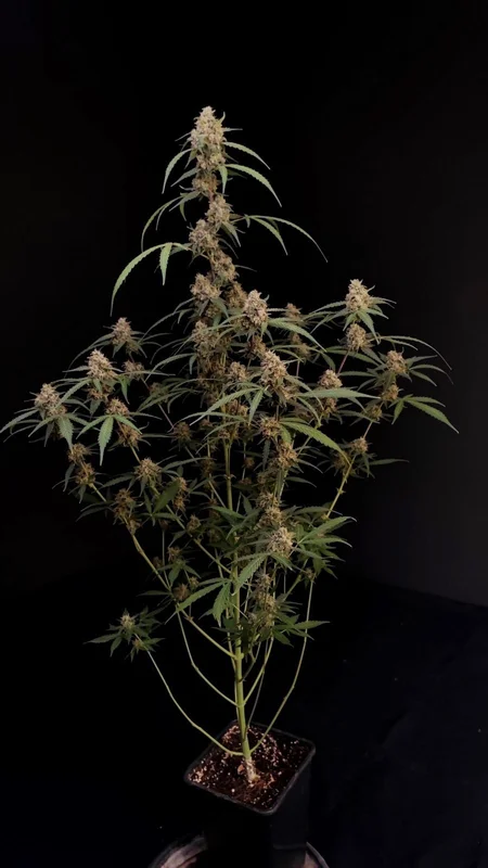 AK van Fast Buds