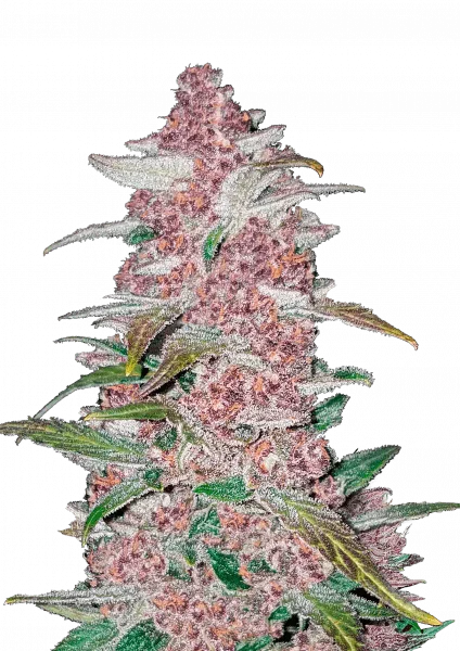 Blackberry van Fast Buds