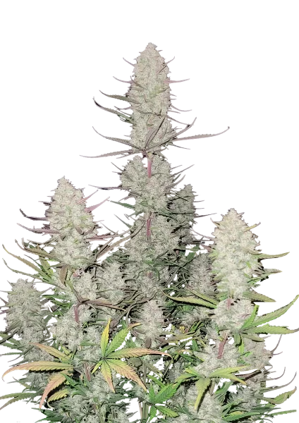 Tropicana Cookies van Fast Buds