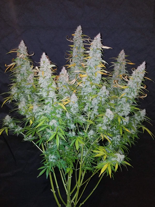 Californian Snow van Fast Buds
