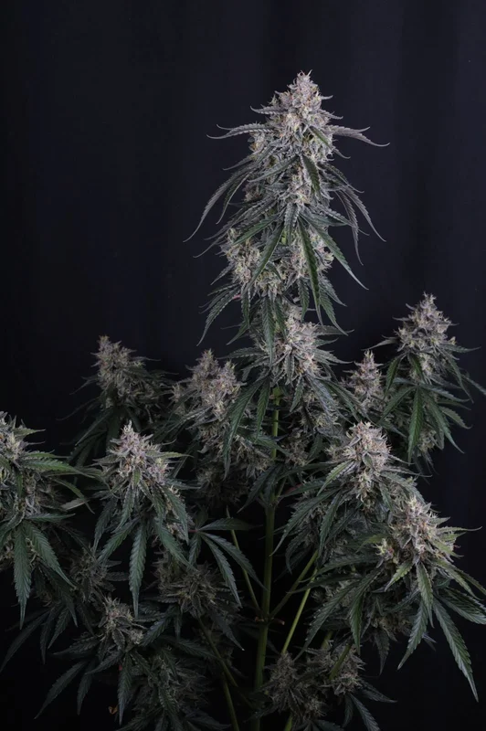 GMO van Fast Buds
