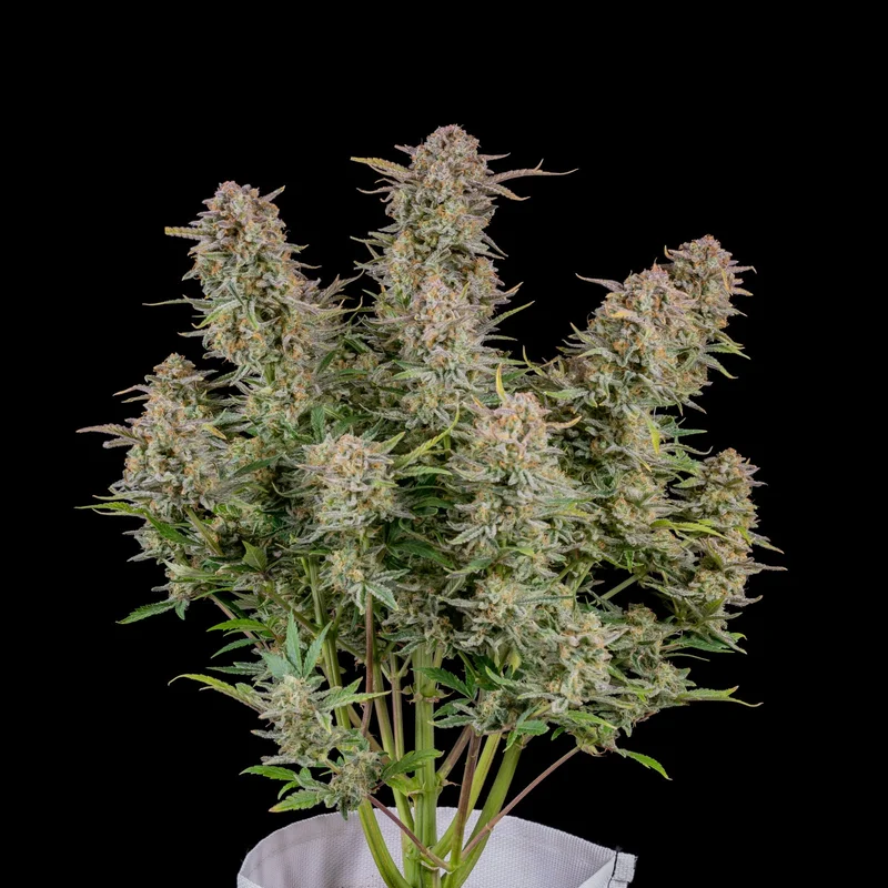 Bruce Banner van Fast Buds