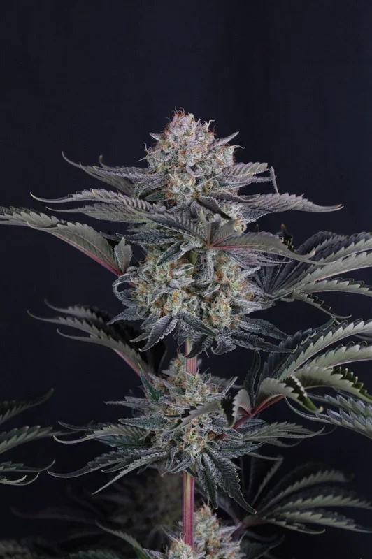 Mendo Frost van Fast Buds