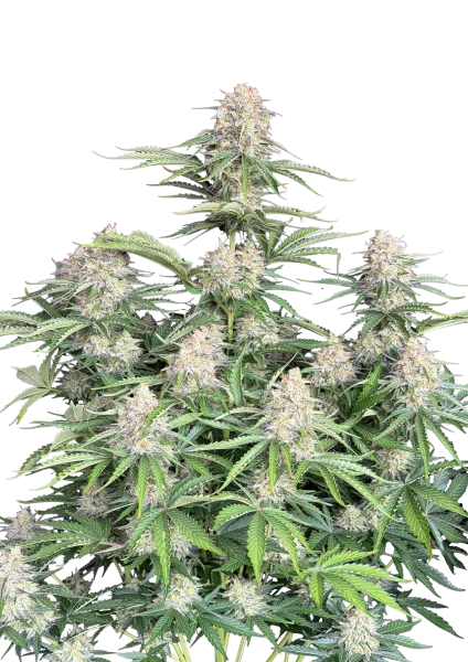 Moby Dick van Fast Buds