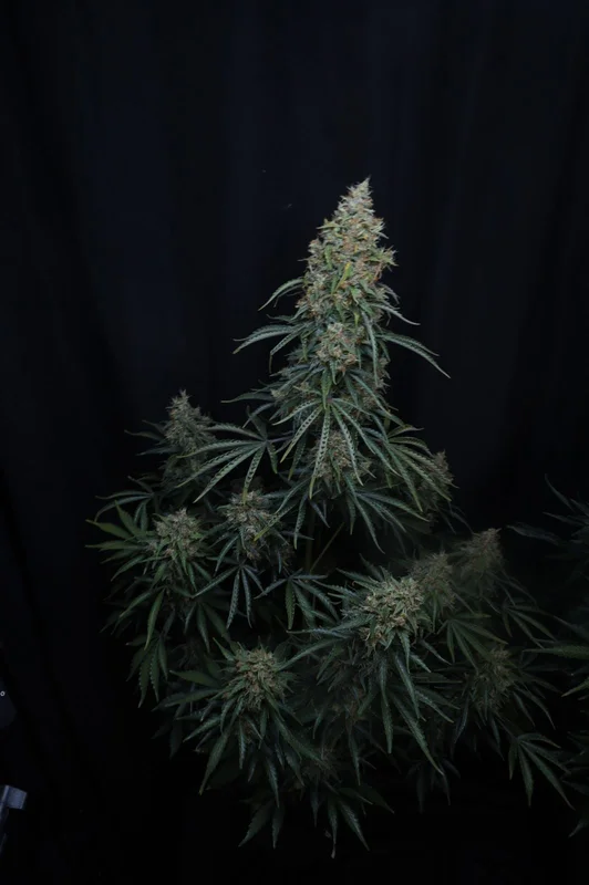 Gorilla Z van Fast Buds
