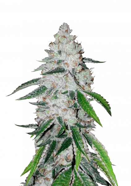 West Coast O.G. van Fast Buds
