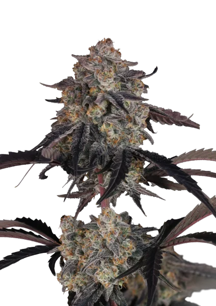 Lemon Cherry Sundae van Fast Buds