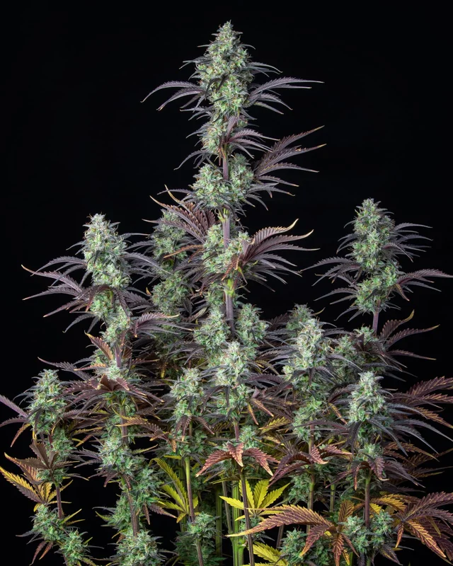 Mimosa Cake van Fast Buds