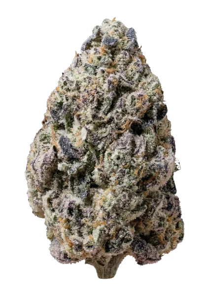 Biscotti Gelato van Fast Buds
