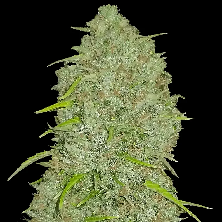Original Jack Herer van Fast Buds