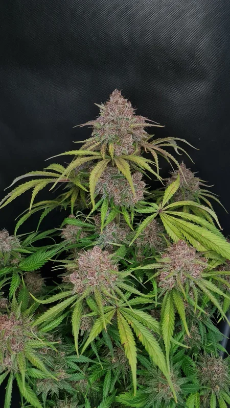 Gorilla Punch van Fast Buds