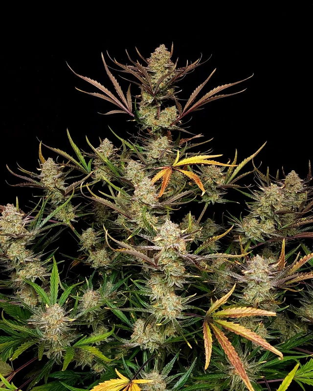 Apple Strudel van Fast Buds