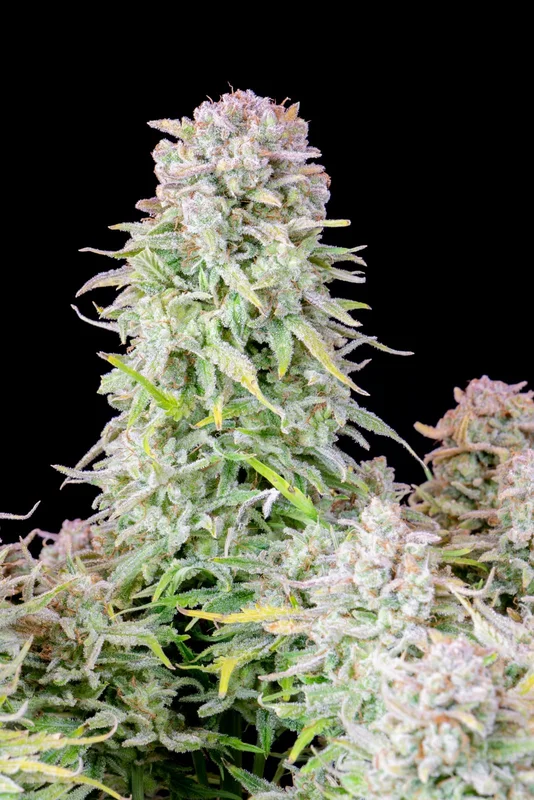 Afghan Kush van Fast Buds