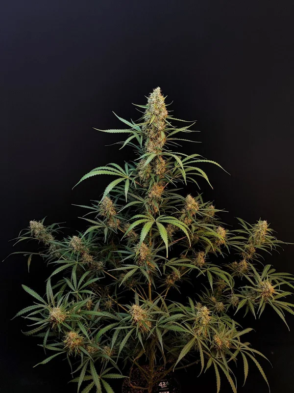 Jack Herer van Fast Buds