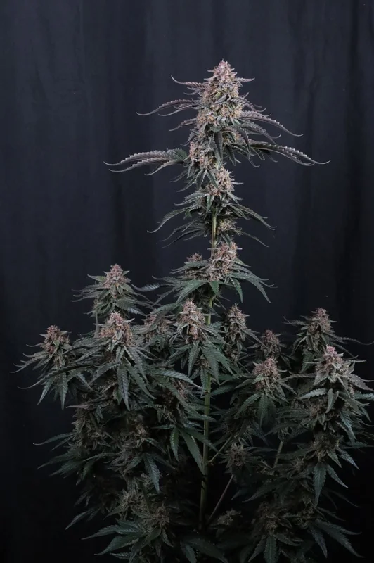 Mendo Cherry Cookies van Fast Buds