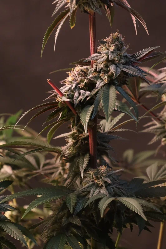 Lemon Cherry Runtz van Fast Buds
