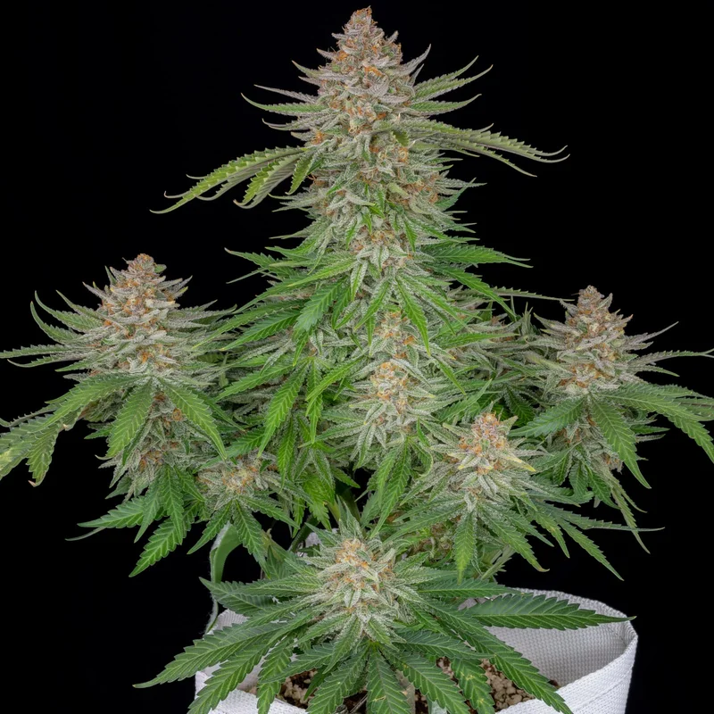 Strawberry Pie van Fast Buds