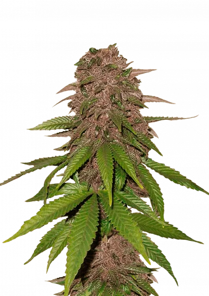 C4 van Fast Buds