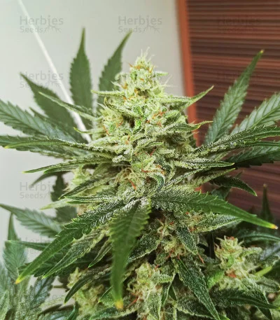 Original Afghan Kush van Fast Buds