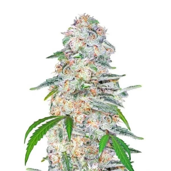 Blue Dream'matic van Fast Buds