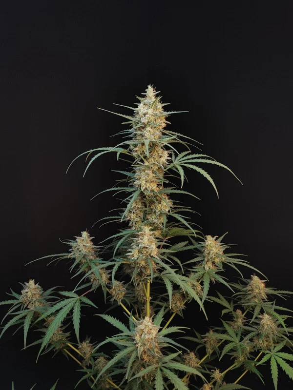 Chemdawg van Fast Buds