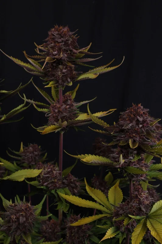 Purple Lemonade RF3 van Fast Buds