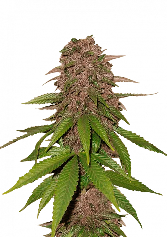 C4 van Fast Buds