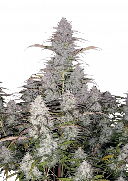 Green Crack van Fast Buds