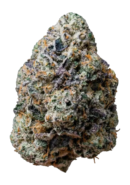 Gary Sherbet van Fast Buds