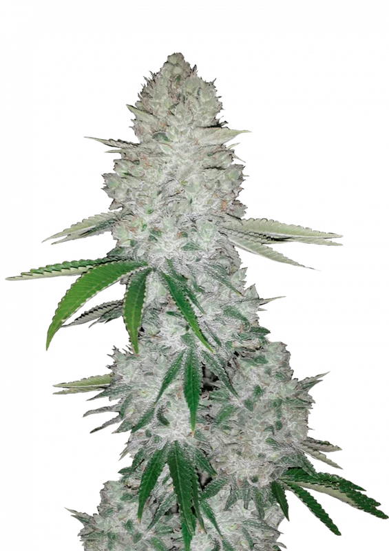 Gorilla van Fast Buds