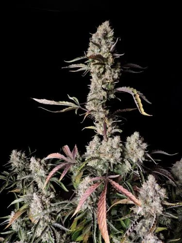 Gorilla Zkittlez van Fast Buds