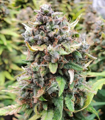 Original Big Bud van Fast Buds