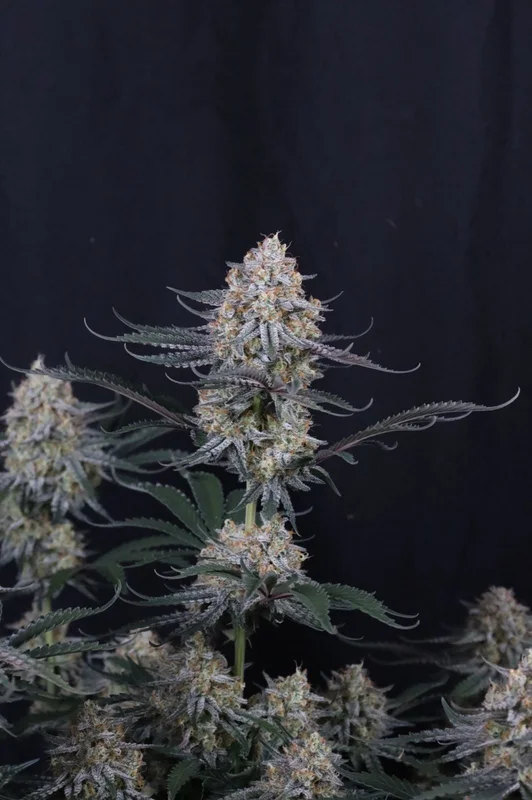 Guava Sundae van Fast Buds