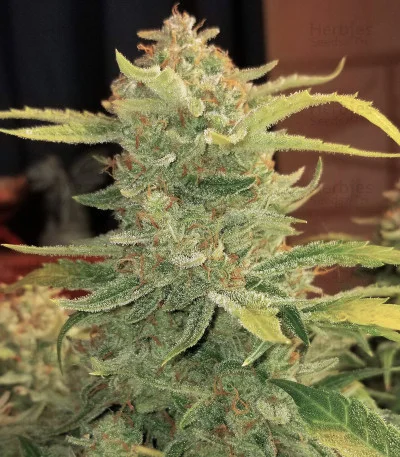 Original BubbleGum van Fast Buds