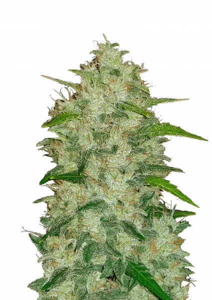 Chemdawg van Fast Buds