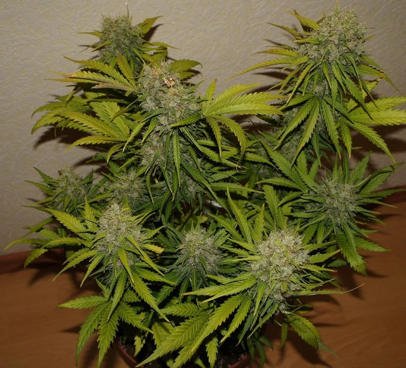 Grapefruit van Fast Buds