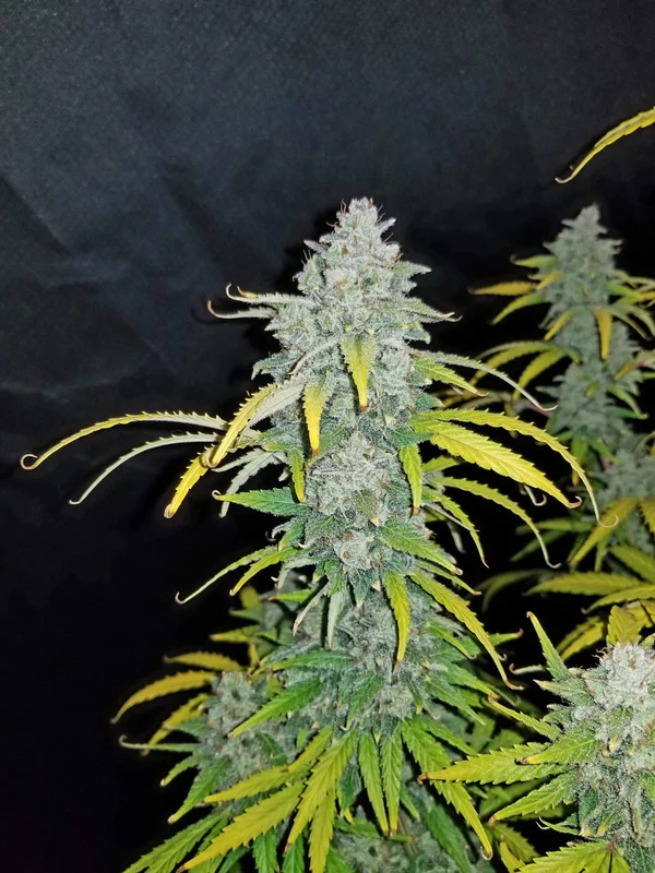 Blue Dream van Fast Buds