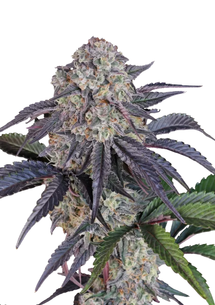 Sundae Frost van Fast Buds