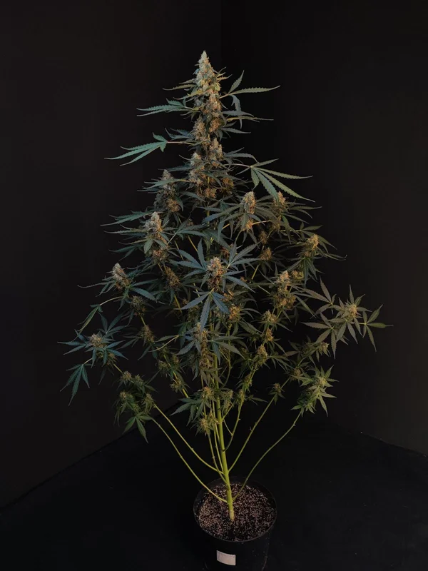 Northern Lights van Fast Buds