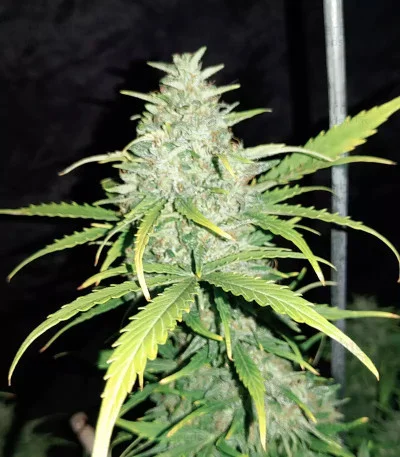Original Cheese van Fast Buds