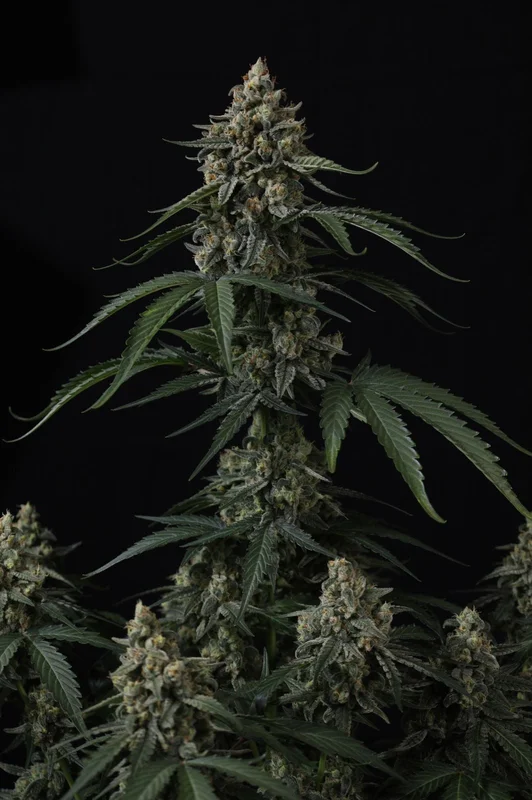 Banana Cherry Cookies van Fast Buds