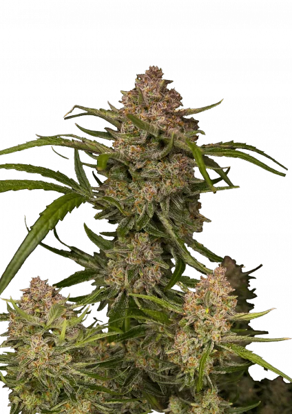 Guava van Fast Buds