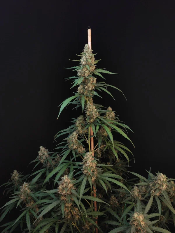 Cheese van Fast Buds