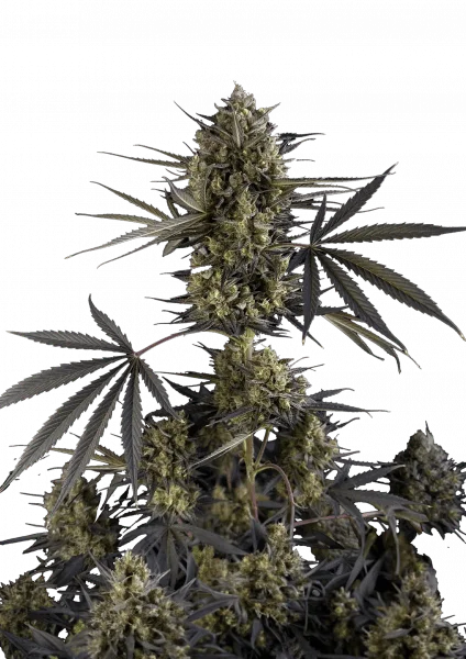 Pound Cake van Fast Buds