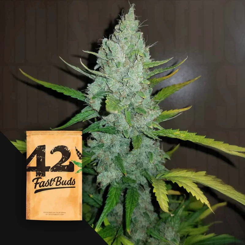Original Sour Diesel van Fast Buds