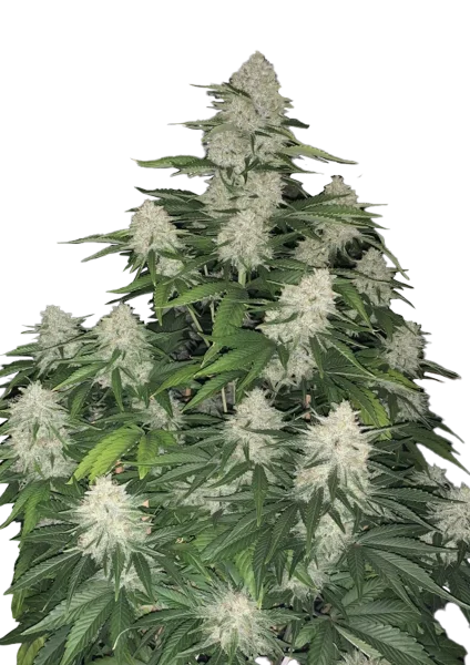 Gelato van Fast Buds